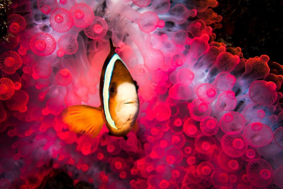 Marine Life Gili Islands